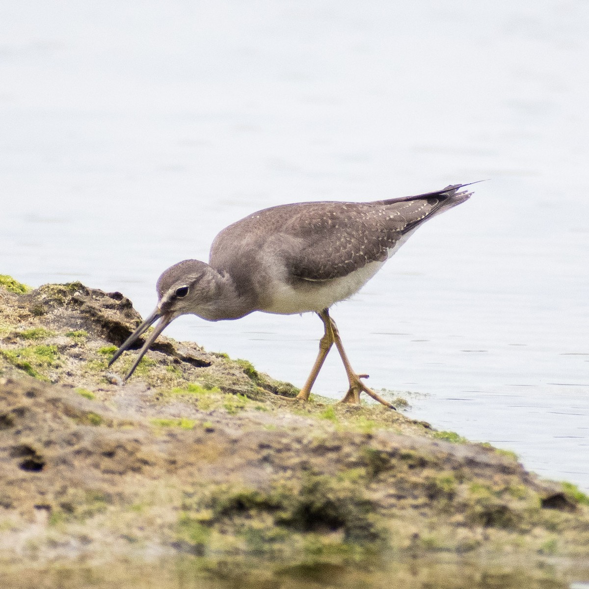 Gray-tailed Tattler - ML624147994