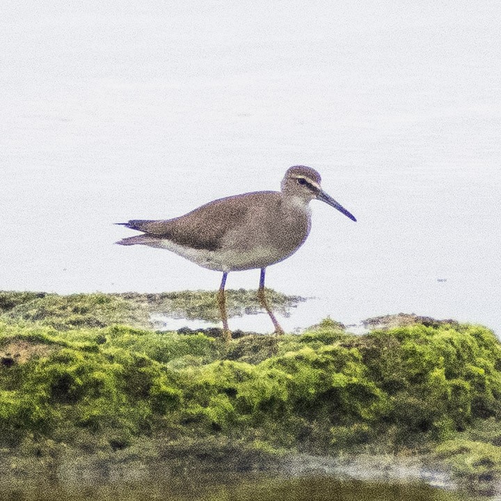 Gray-tailed Tattler - ML624147995