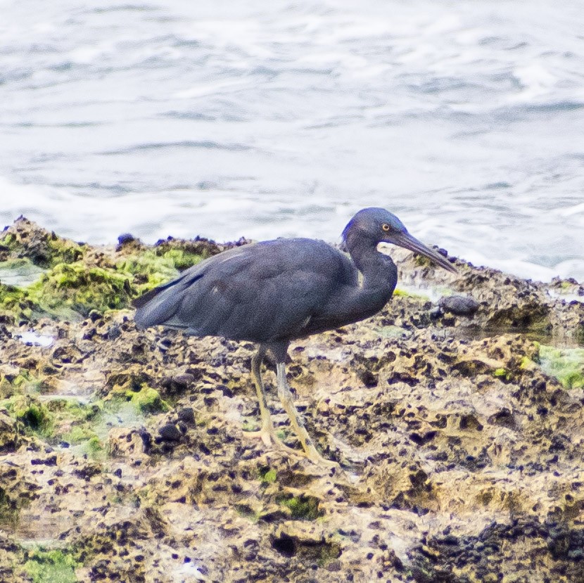 Pacific Reef-Heron - ML624148002