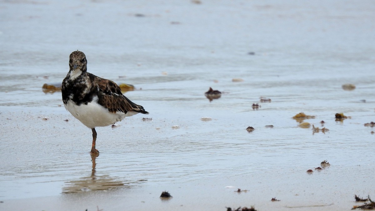 Ruddy Turnstone - ML624148023