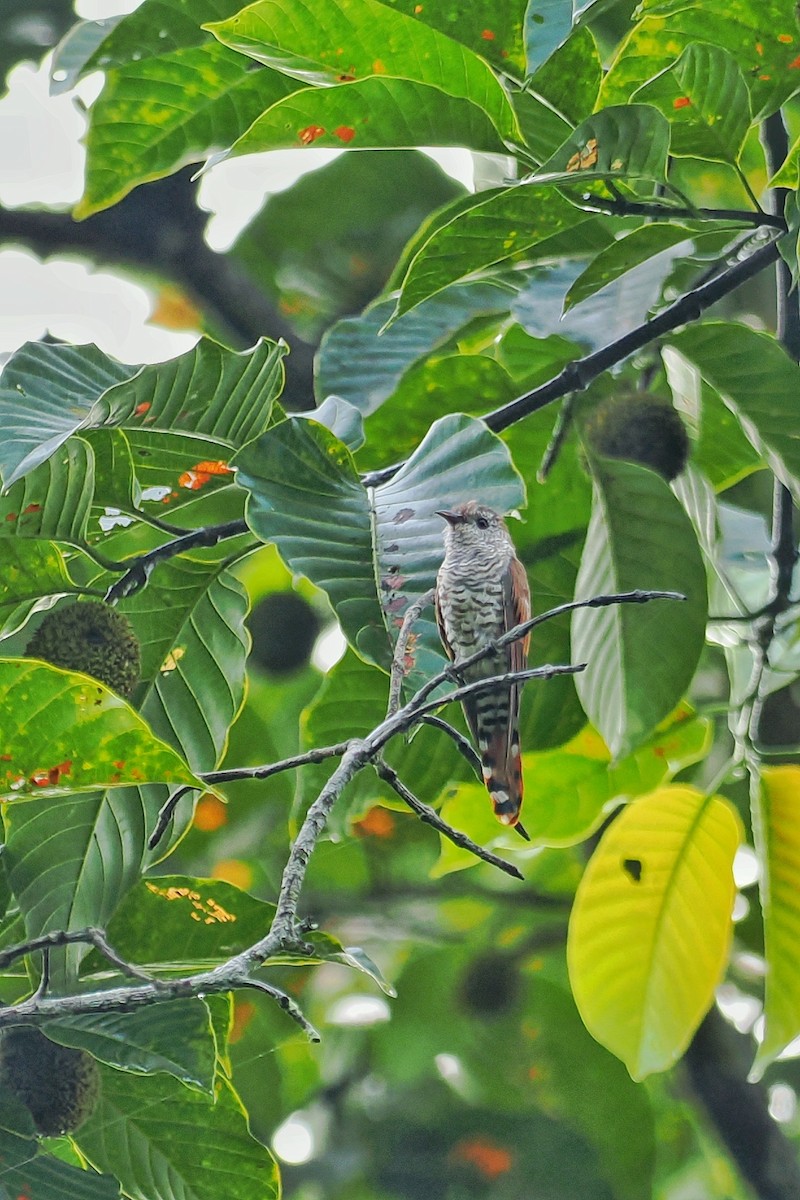 Violet Cuckoo - ML624148064