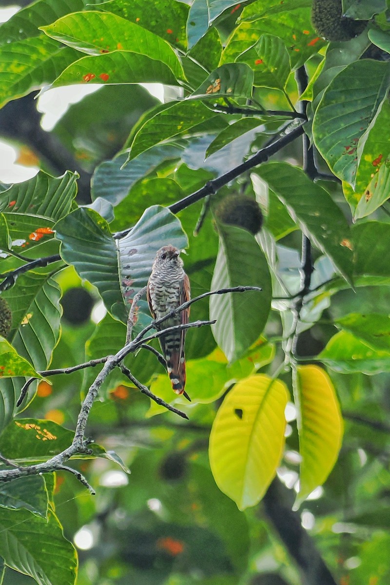 Violet Cuckoo - Leijun Zhuang