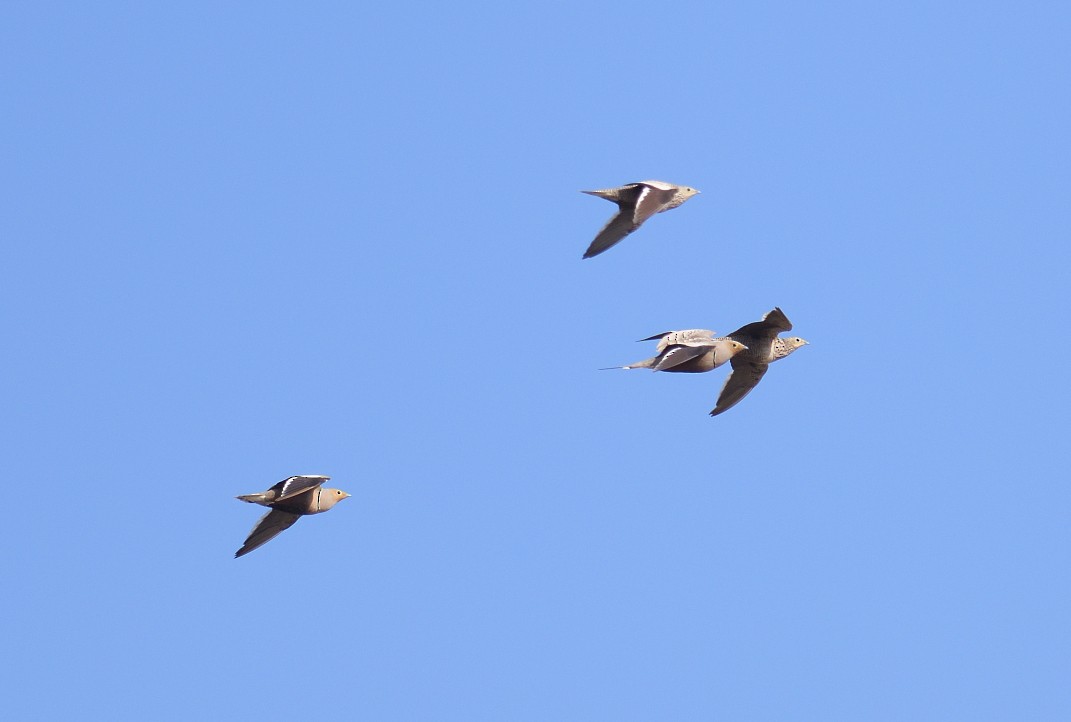 Chestnut-bellied Sandgrouse - ML624148098