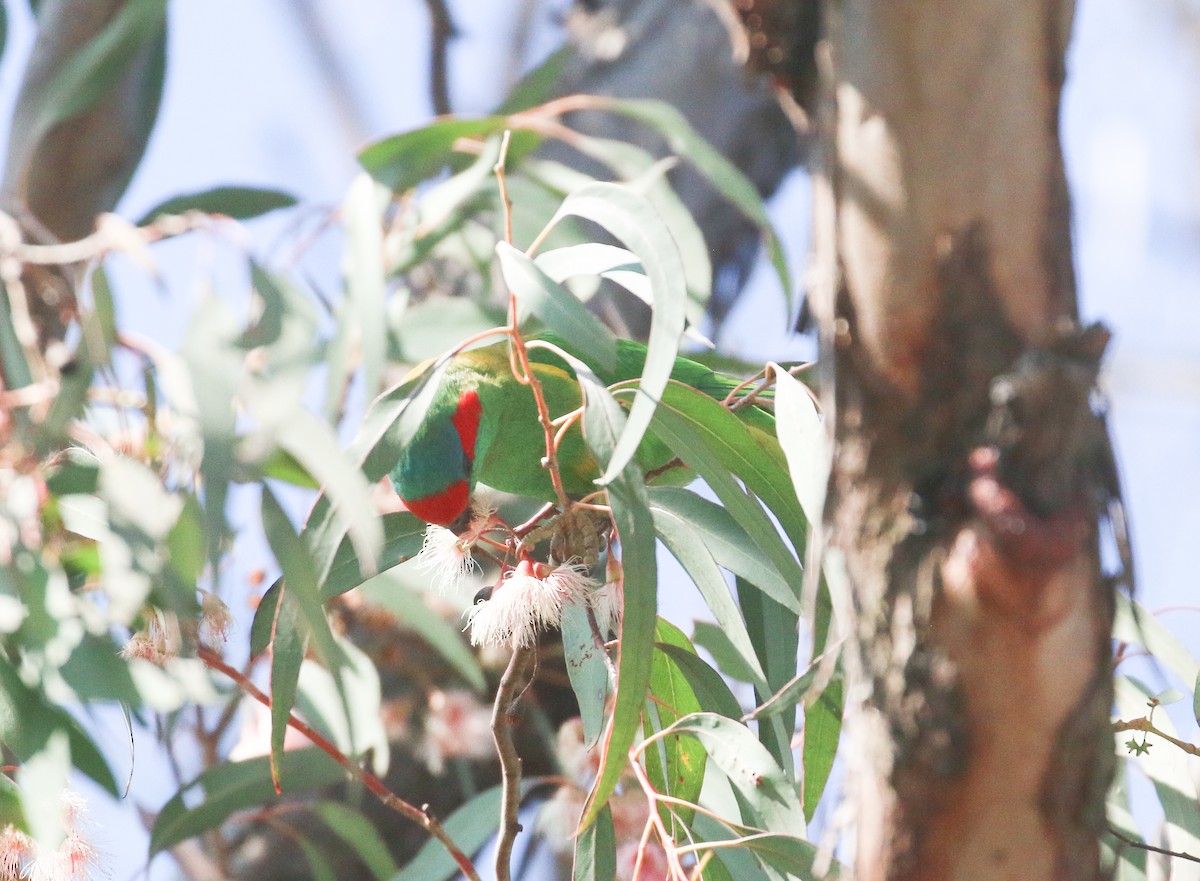 Musk Lorikeet - Lucas Corneliussen