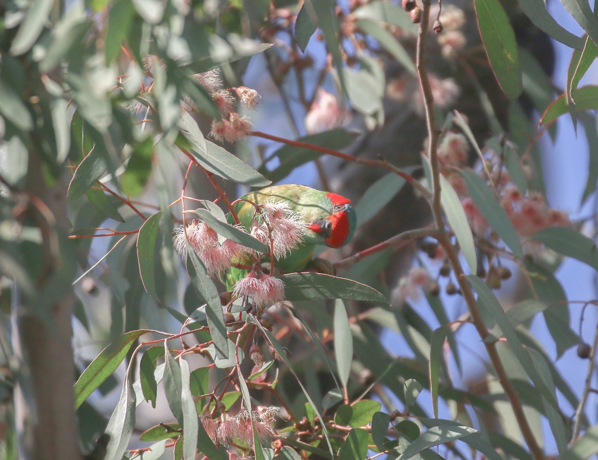 Musk Lorikeet - ML624148119