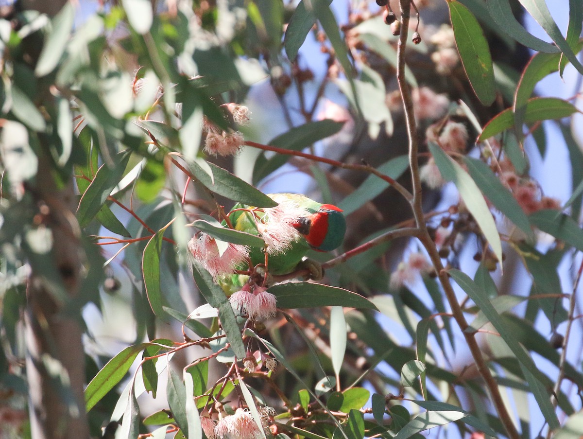 Musk Lorikeet - ML624148120