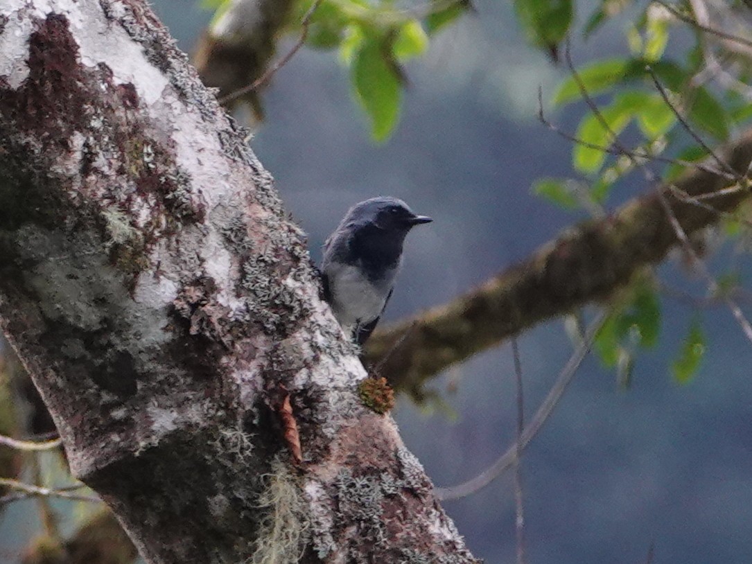 Black-throated Robin - ML624148147