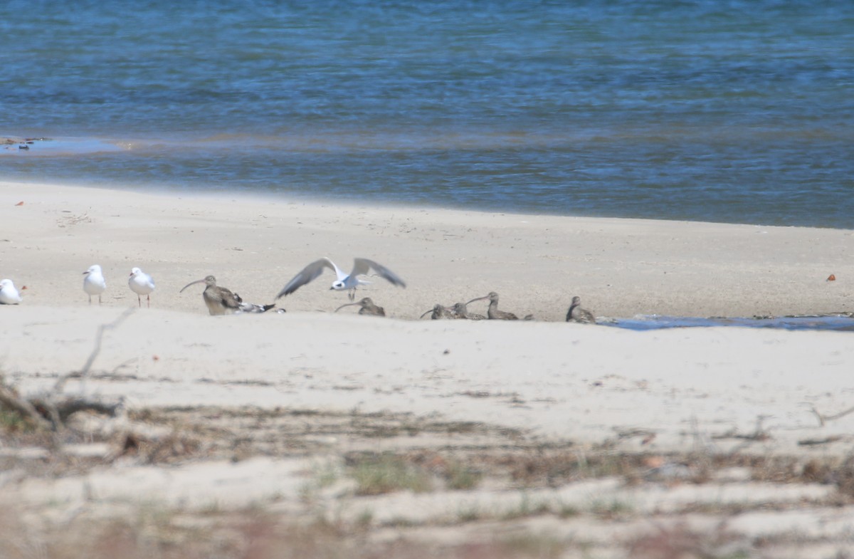 Far Eastern Curlew - ML624148184