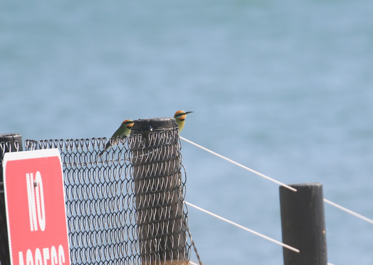 Rainbow Bee-eater - ML624148194