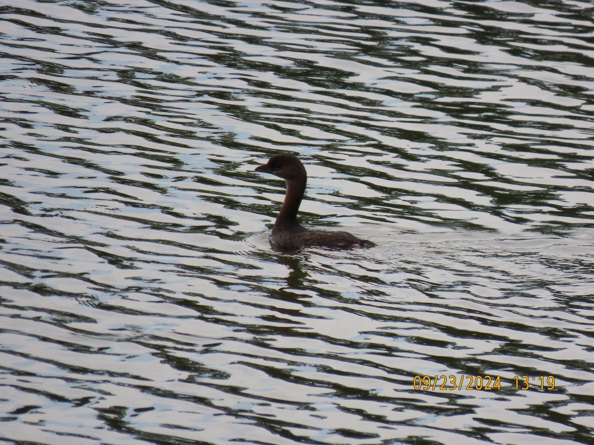 Pied-billed Grebe - ML624148197