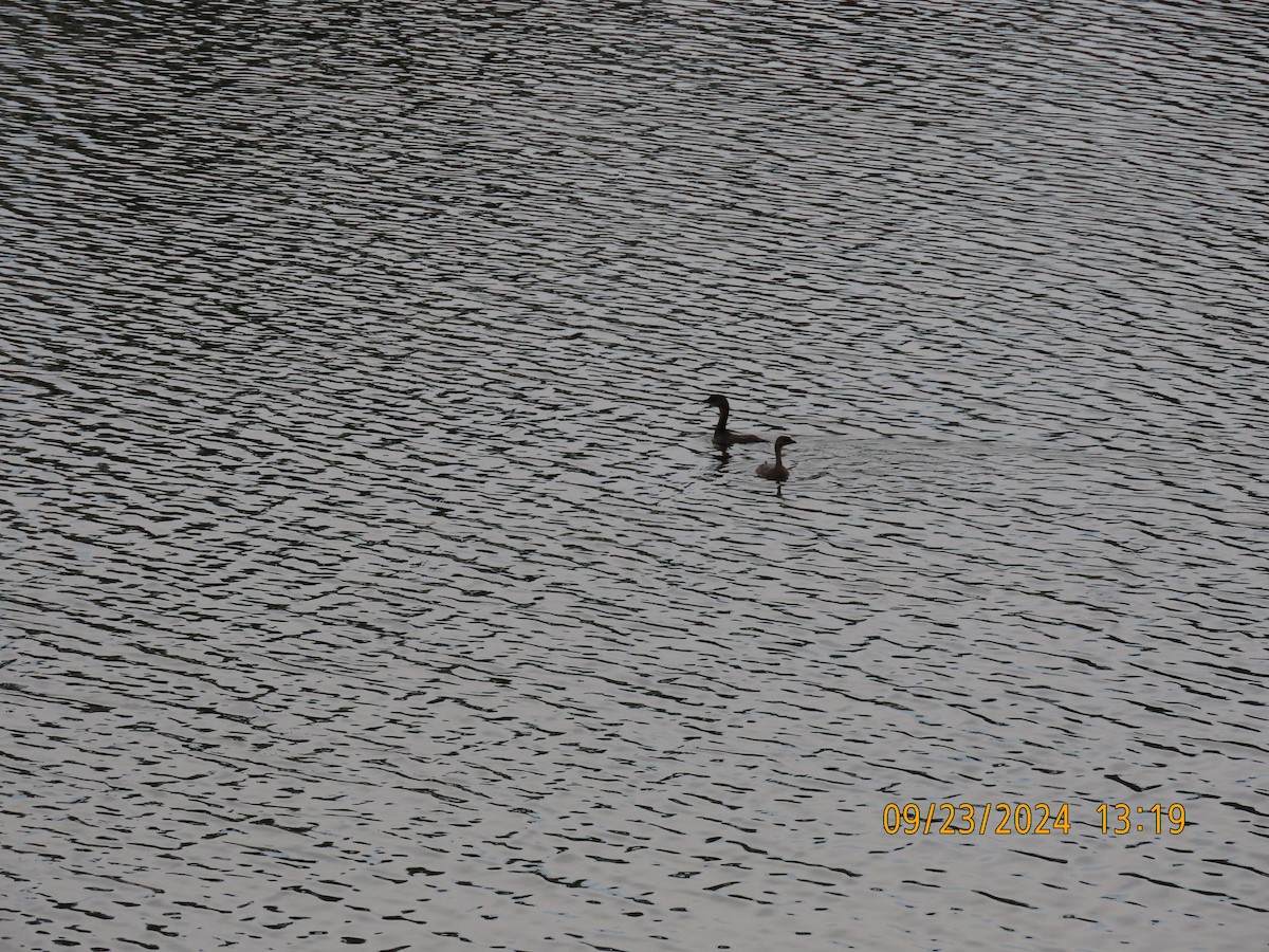 Pied-billed Grebe - ML624148198