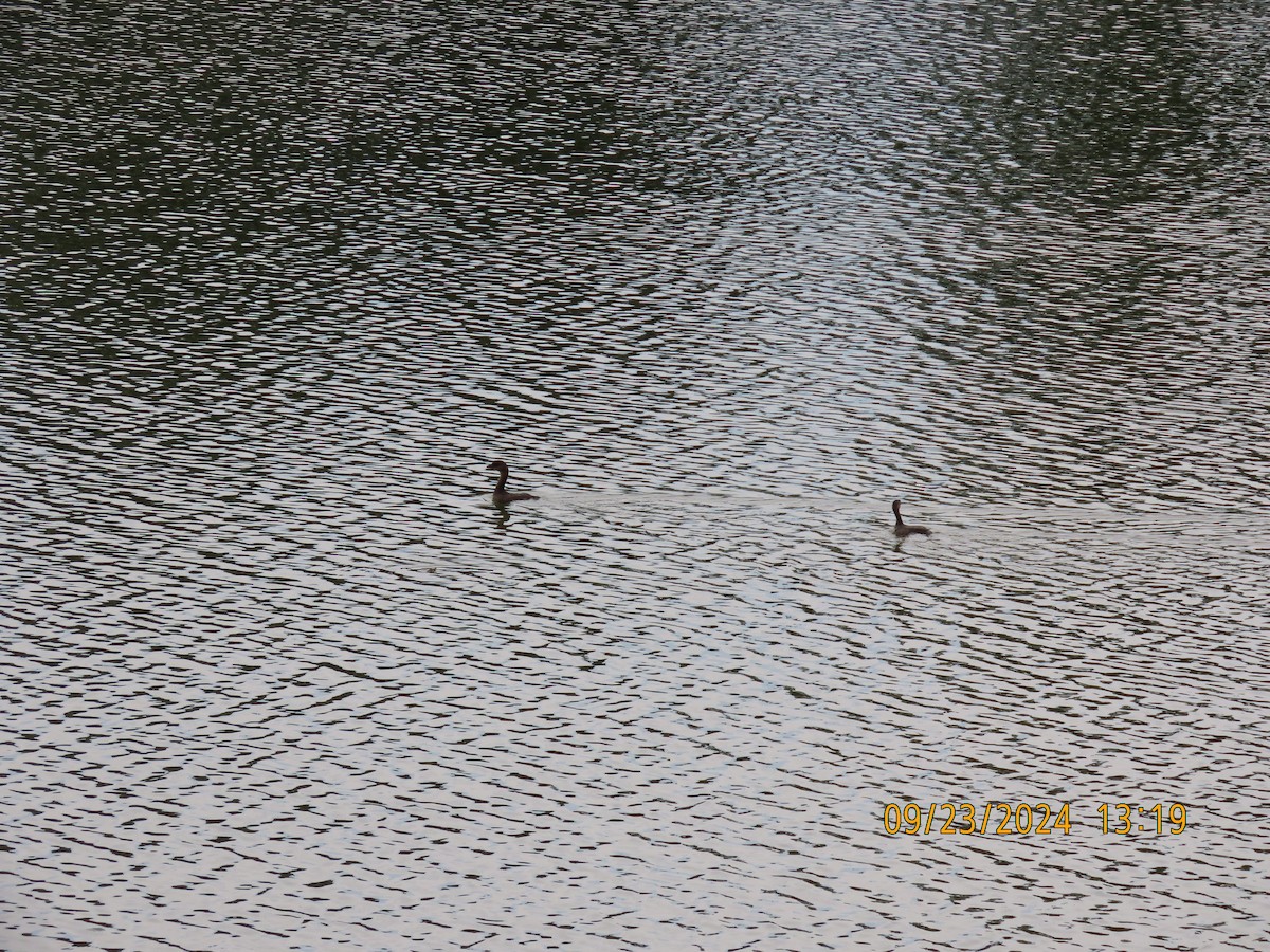 Pied-billed Grebe - ML624148199