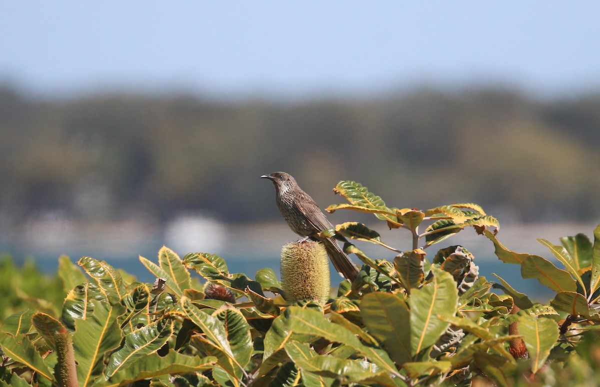 Little Wattlebird - ML624148207