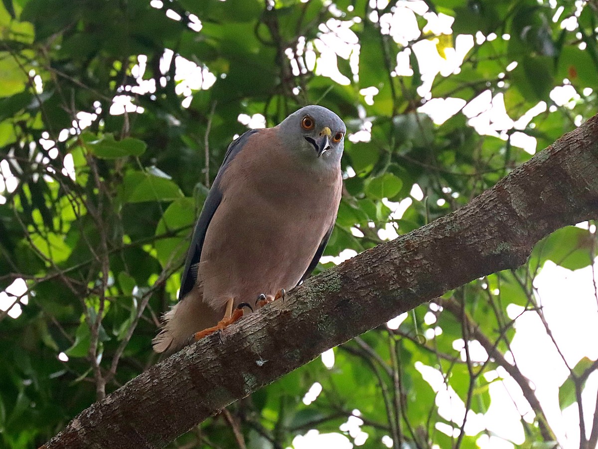 Fiji Goshawk - ML624148210