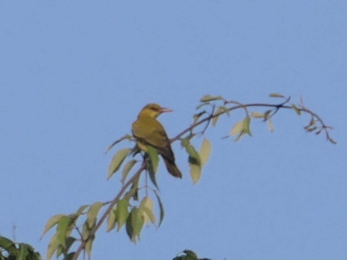 Black-naped Oriole - ML624148211