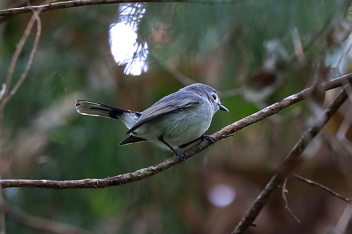 Slaty Monarch - ML624148221