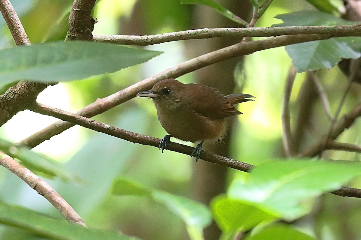 Fiji Shrikebill - ML624148224