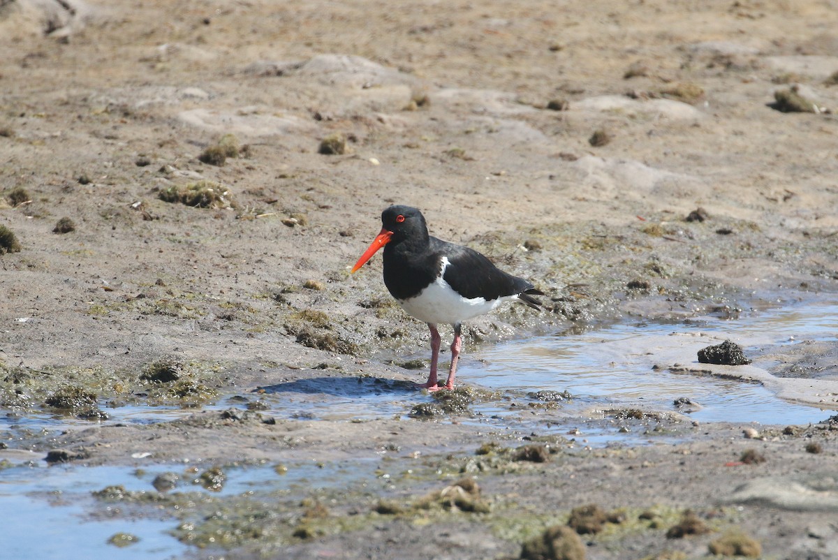 Pied Oystercatcher - Lucas Corneliussen