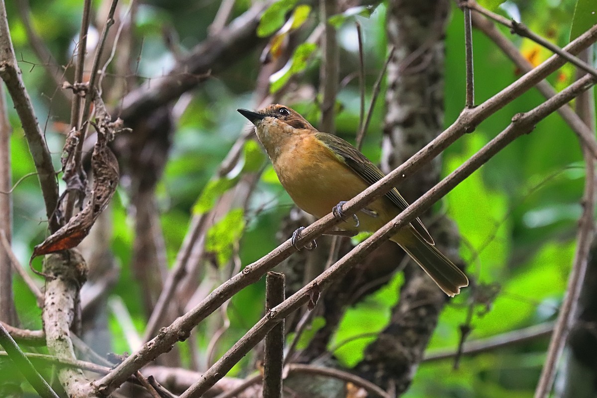 Fiji Whistler (White-throated) - ML624148235