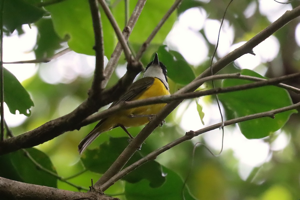 Fiji Whistler (White-throated) - ML624148236