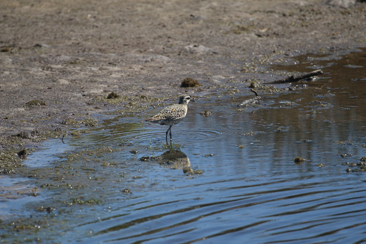 Pacific Golden-Plover - ML624148237