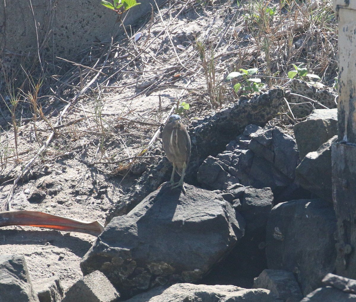 Striated Heron - ML624148246