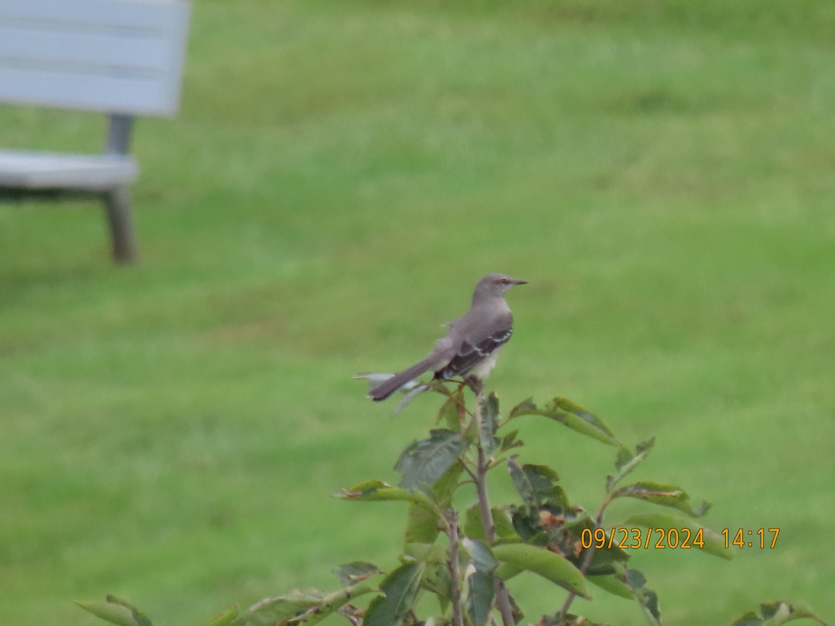 Northern Mockingbird - ML624148256