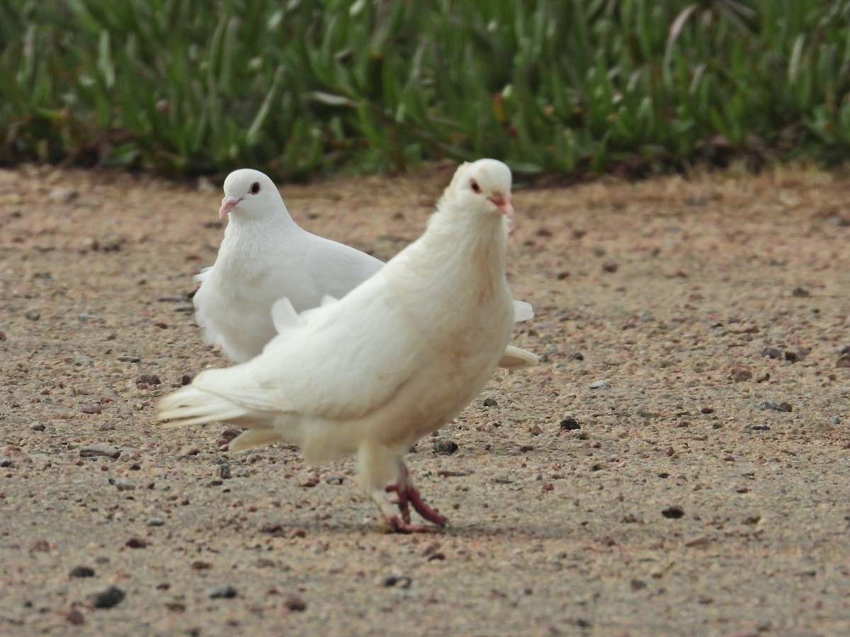 Rock Pigeon (Feral Pigeon) - ML624148259