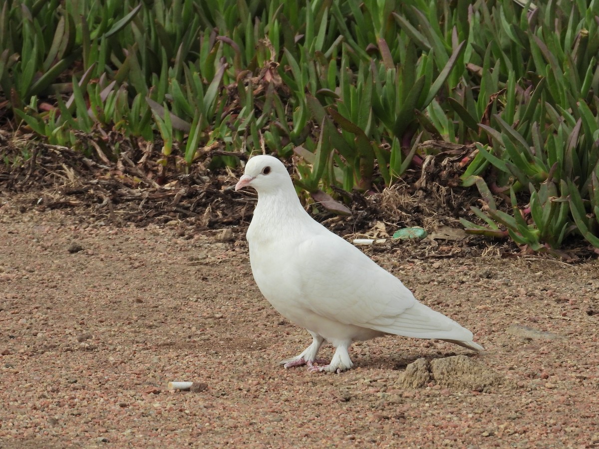 Rock Pigeon (Feral Pigeon) - Alejandra Pons