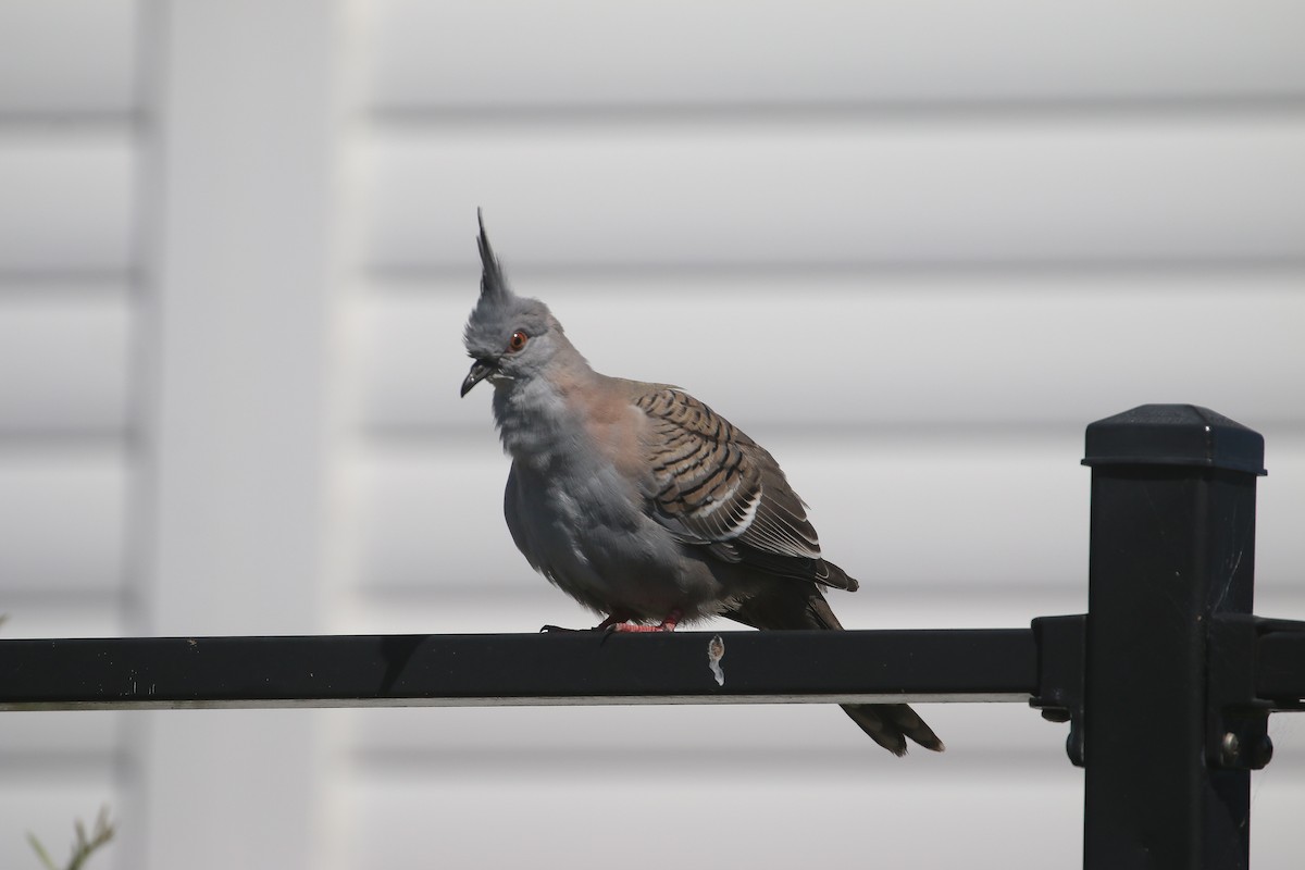 Crested Pigeon - ML624148261