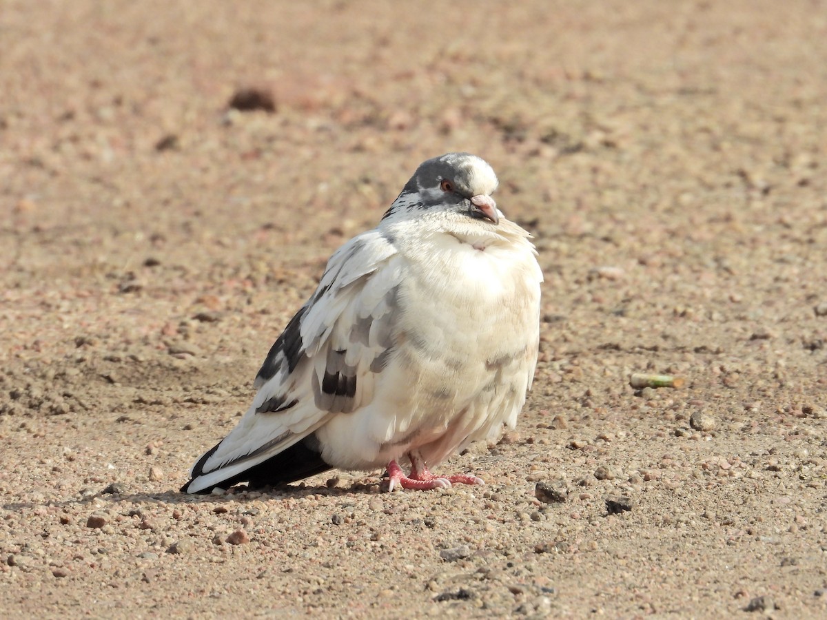 Rock Pigeon (Feral Pigeon) - ML624148266