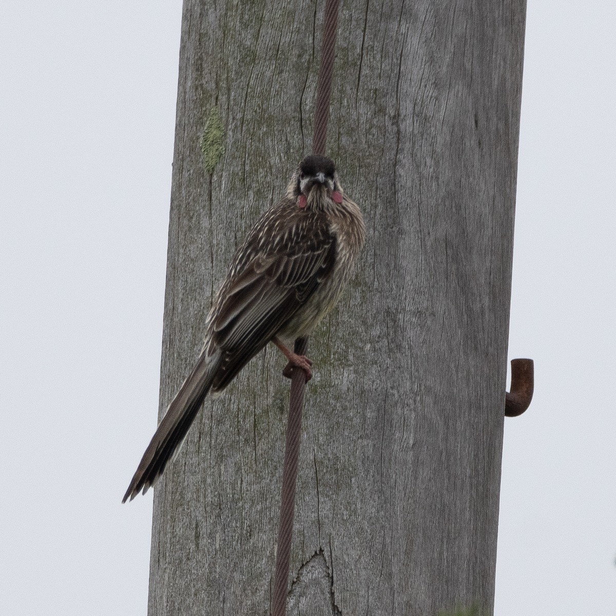 Red Wattlebird - ML624148276