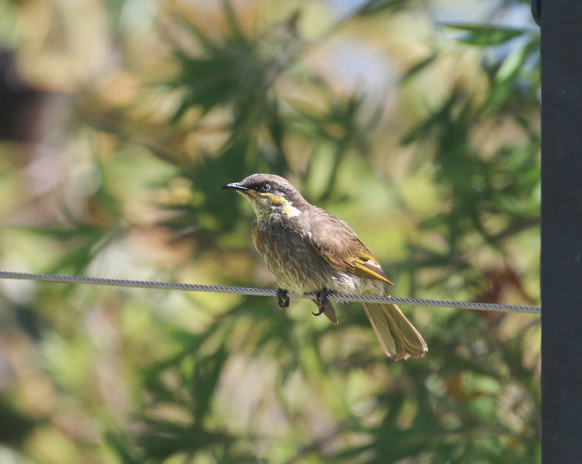 Mangrove Honeyeater - ML624148281