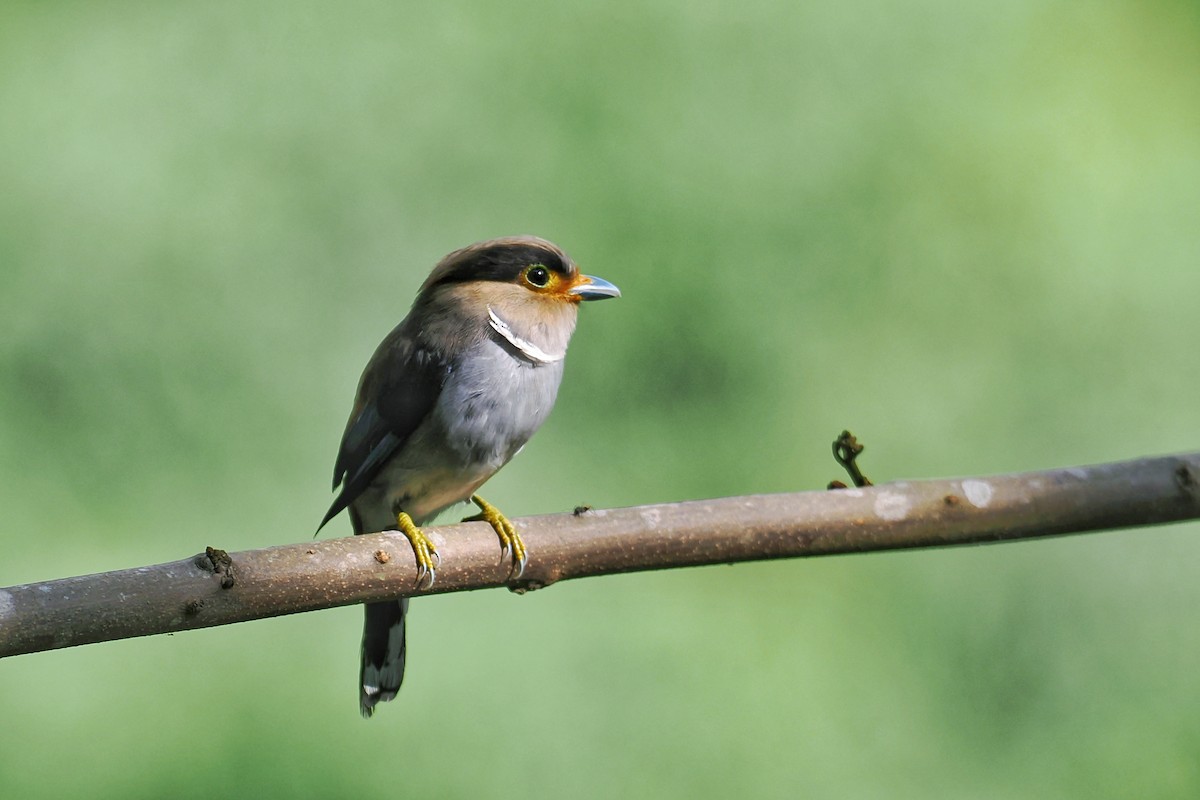 Silver-breasted Broadbill - Leijun Zhuang