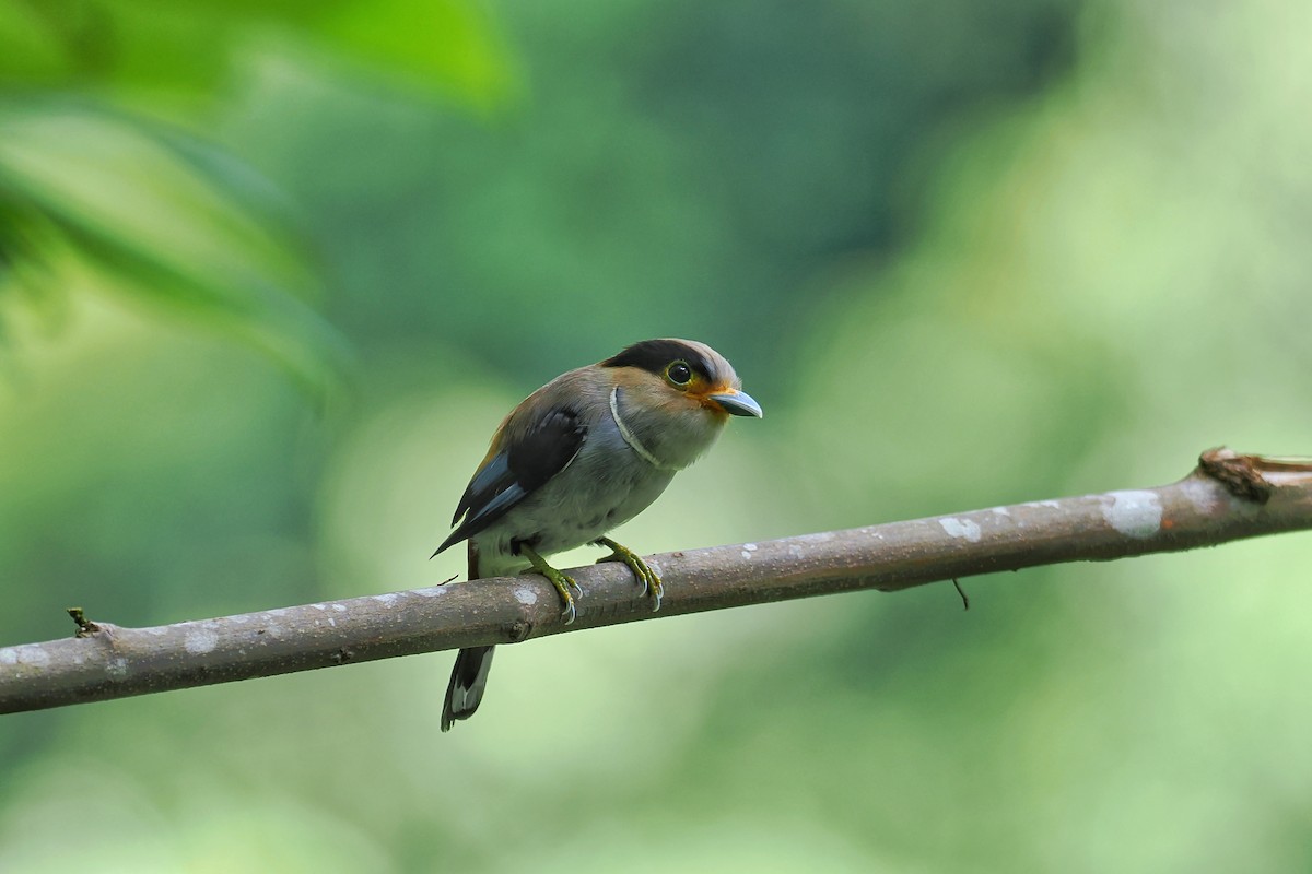 Silver-breasted Broadbill - Leijun Zhuang