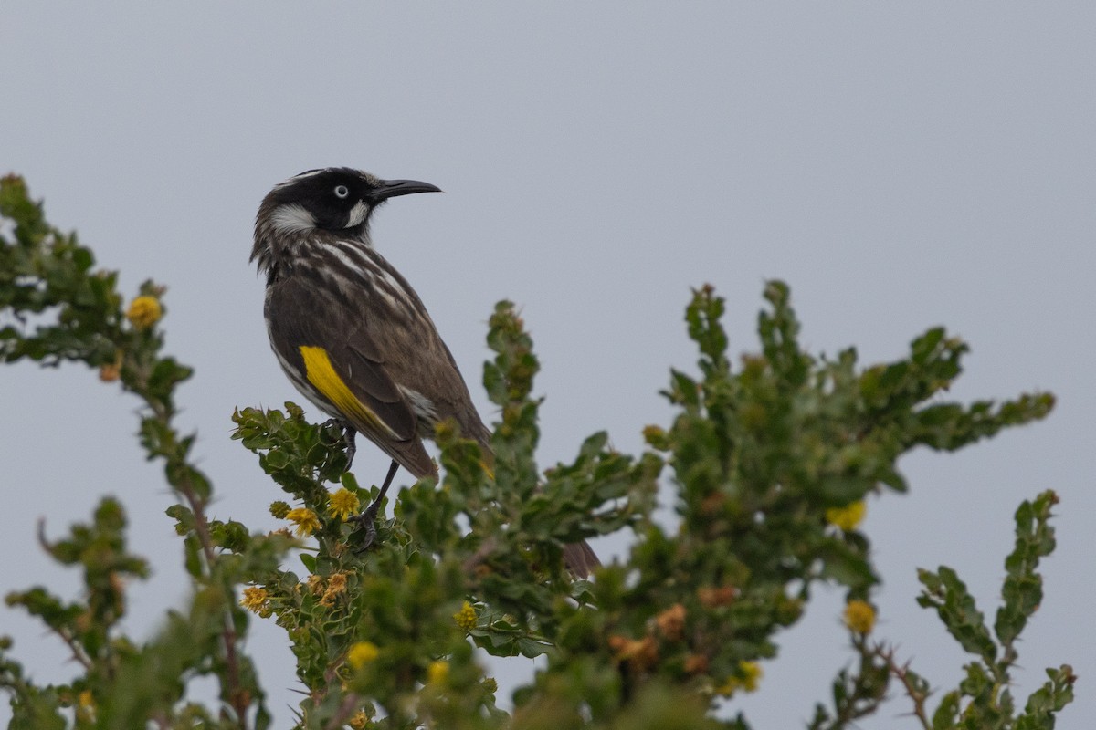 New Holland Honeyeater - ML624148298