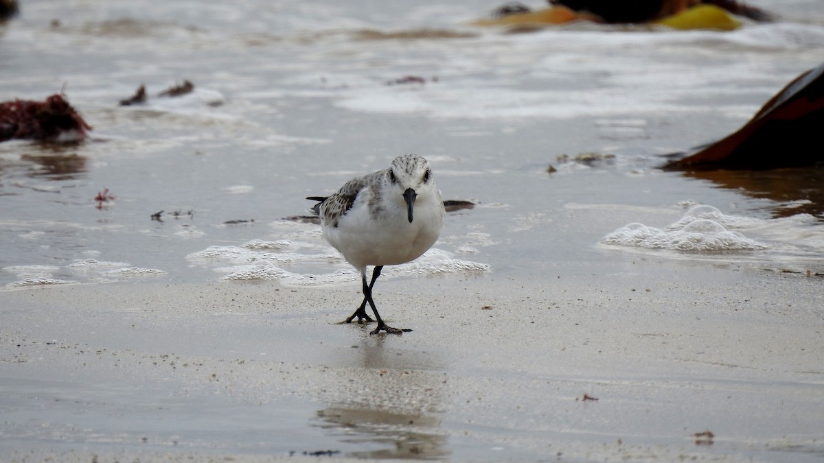 Bécasseau sanderling - ML624148307