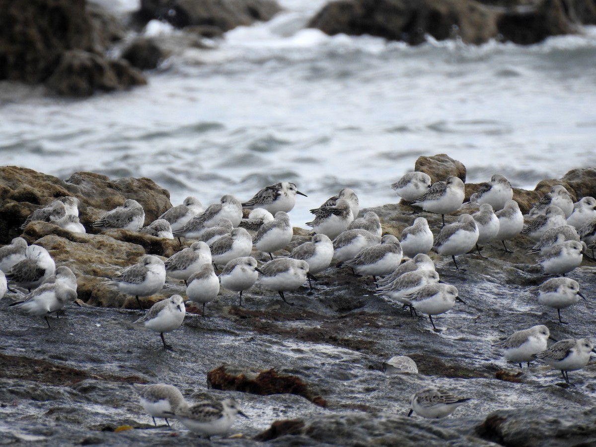 Bécasseau sanderling - ML624148308