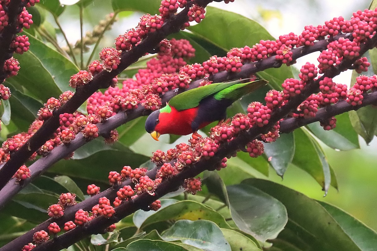 Collared Lory - ML624148309