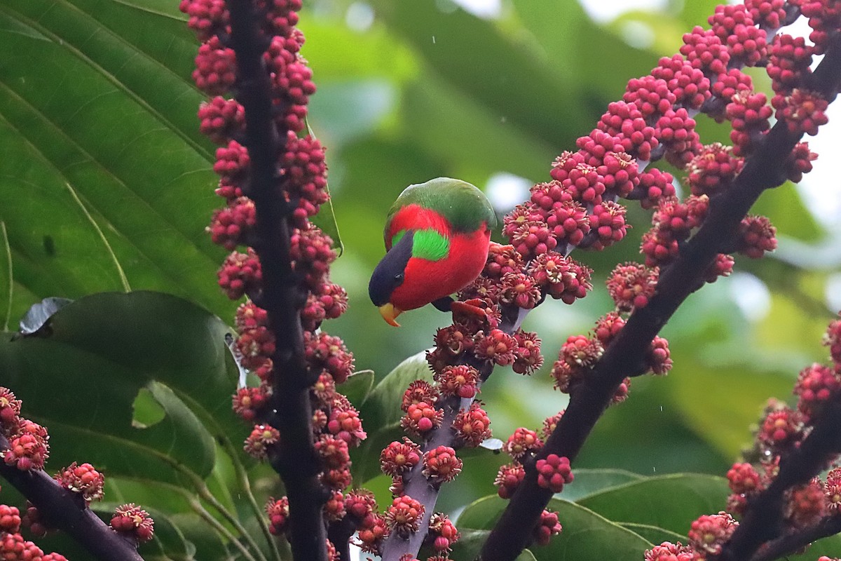 Collared Lory - ML624148311