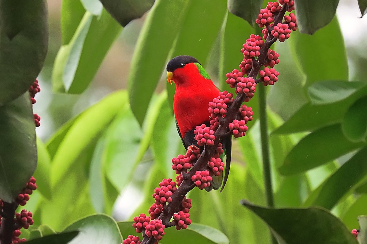 Collared Lory - ML624148312