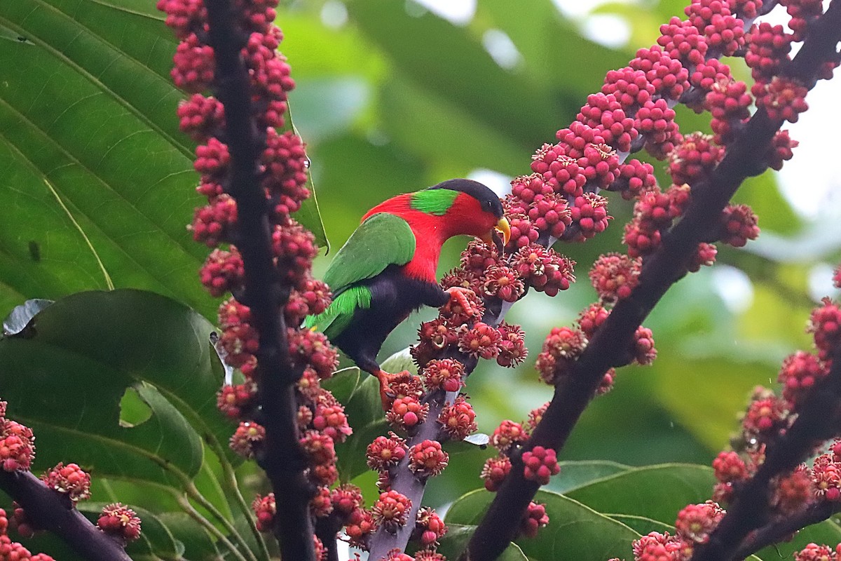 Collared Lory - Glen Valentine