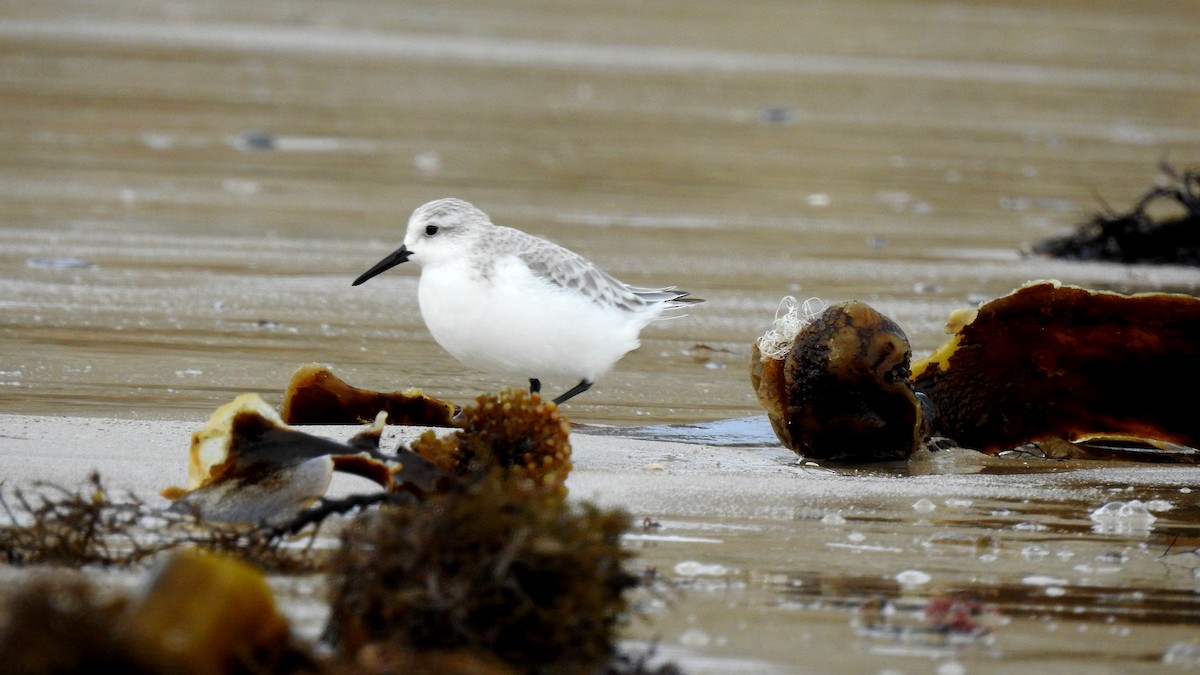 Bécasseau sanderling - ML624148319