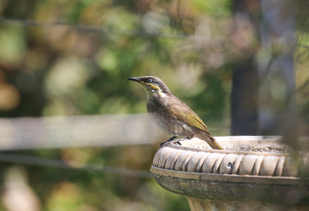 Mangrove Honeyeater - ML624148325