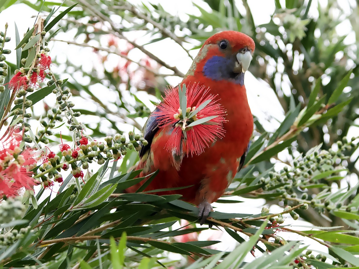 Crimson Rosella - ML624148326