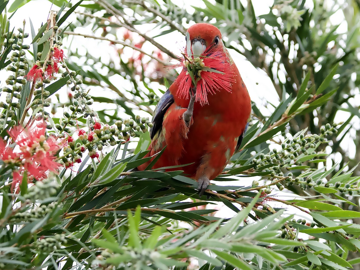 Crimson Rosella - ML624148327