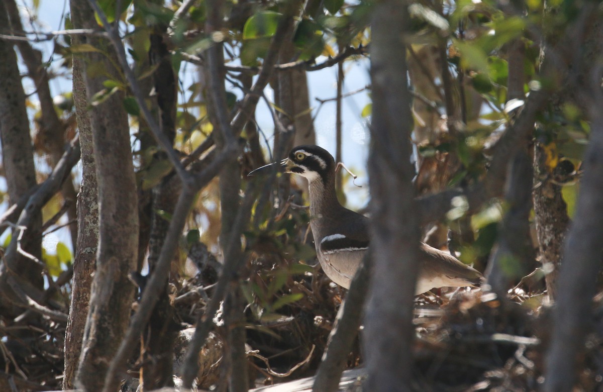 Beach Thick-knee - ML624148331