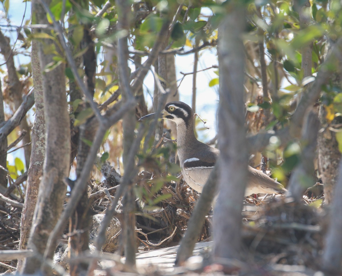 Beach Thick-knee - ML624148332