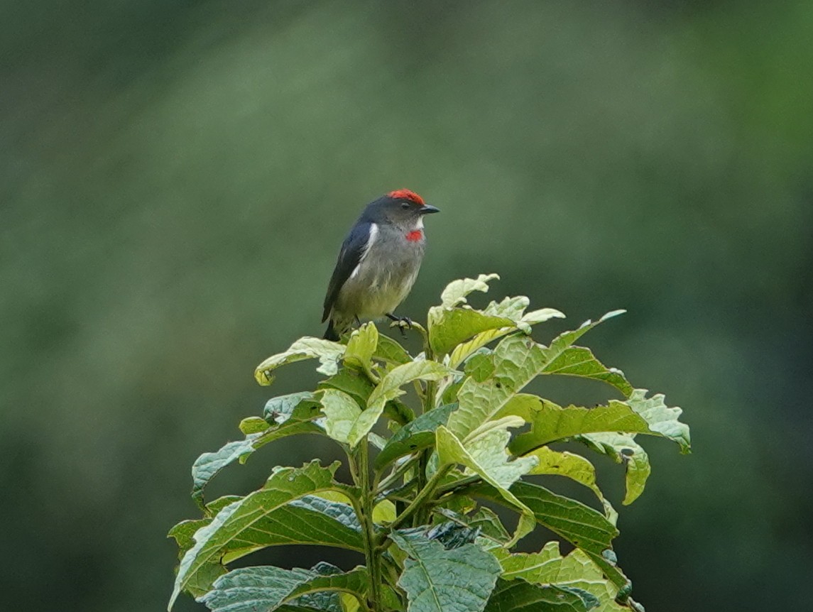 Red-capped Flowerpecker - ML624148336