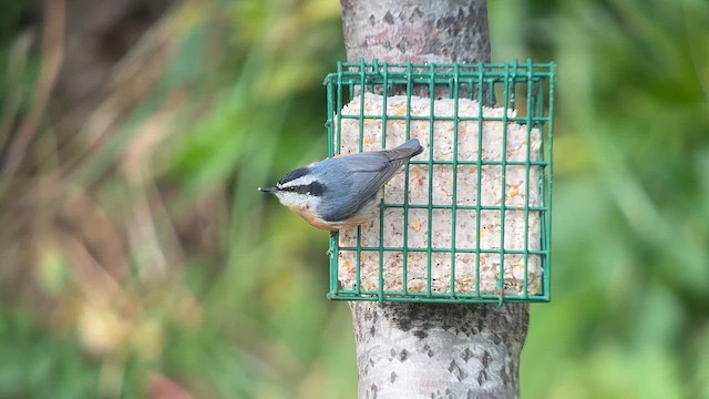 Red-breasted Nuthatch - ML624148341